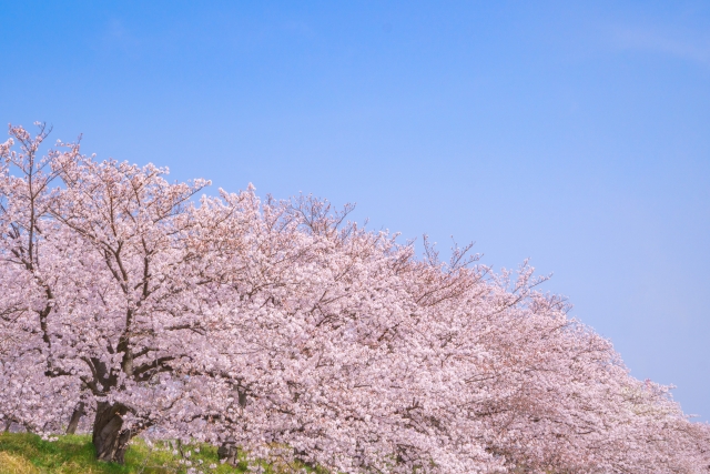 桜