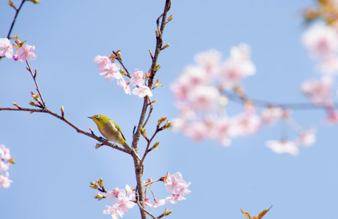 [今月のRemind 3月編] 春の訪れを祝う春分の日。どんな意味や慣しがあるの？