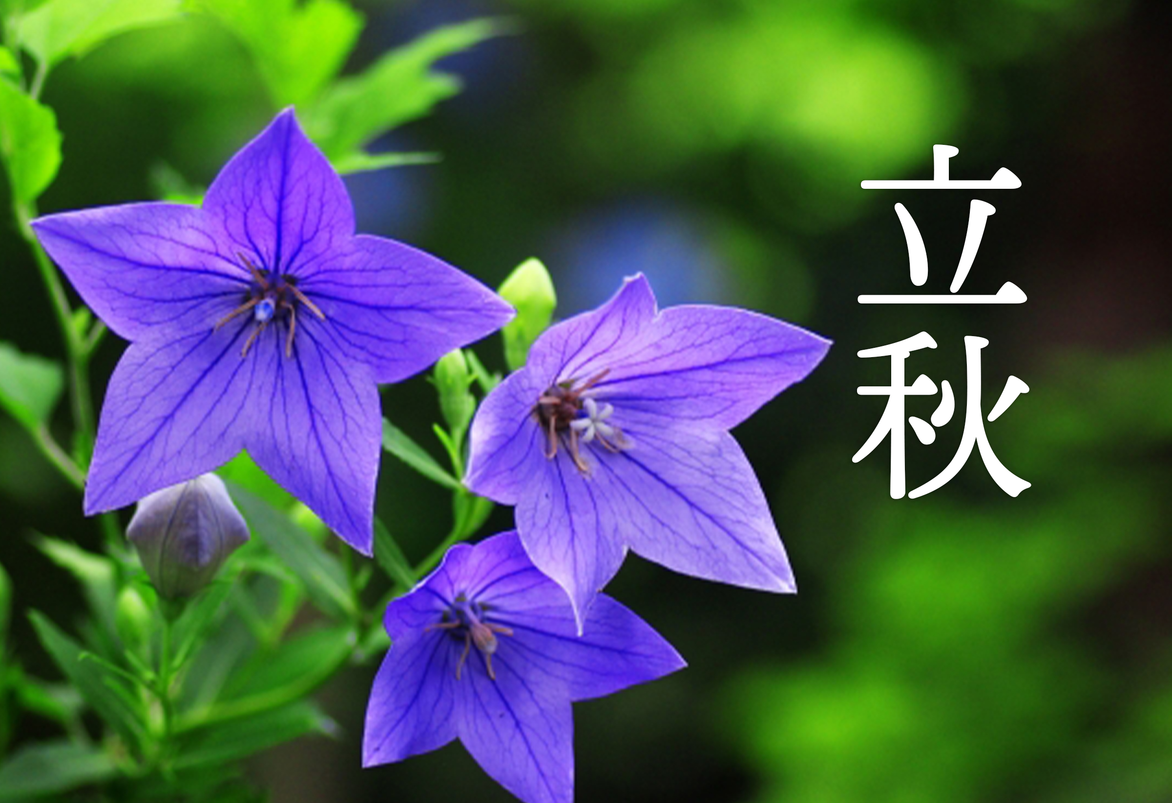 立秋 りっしゅう 暦のおはなし Store Blog Calendia 立秋 りっしゅう 暦のおはなし Store Blog Calendia