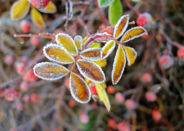 霜始降花（しもはじめてふる）