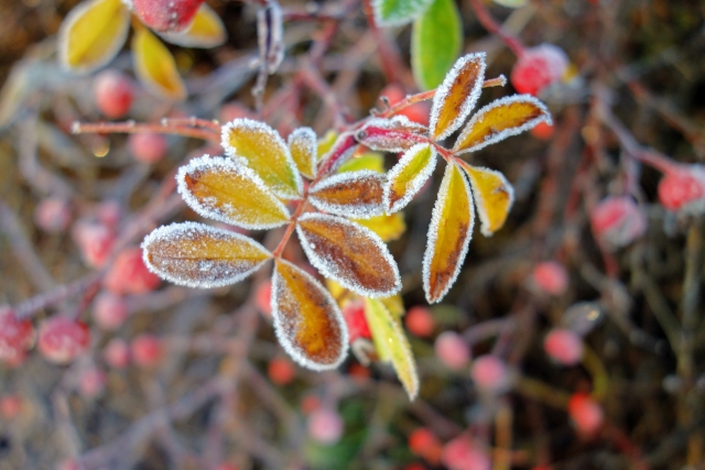 霜始降花（しもはじめてふる）