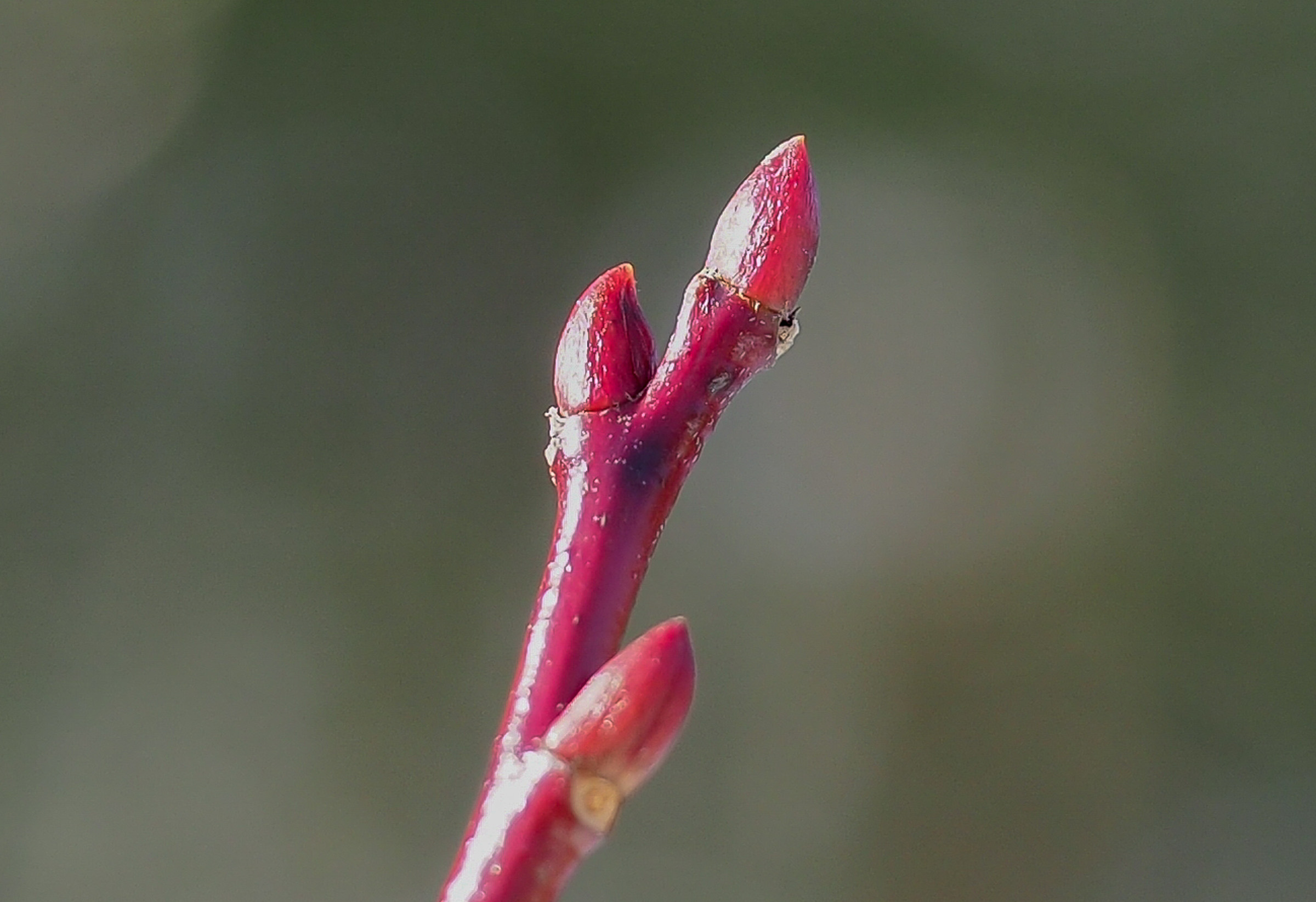 ネジキ（※）の冬芽。枝も芽も真っ赤で目立っていました。