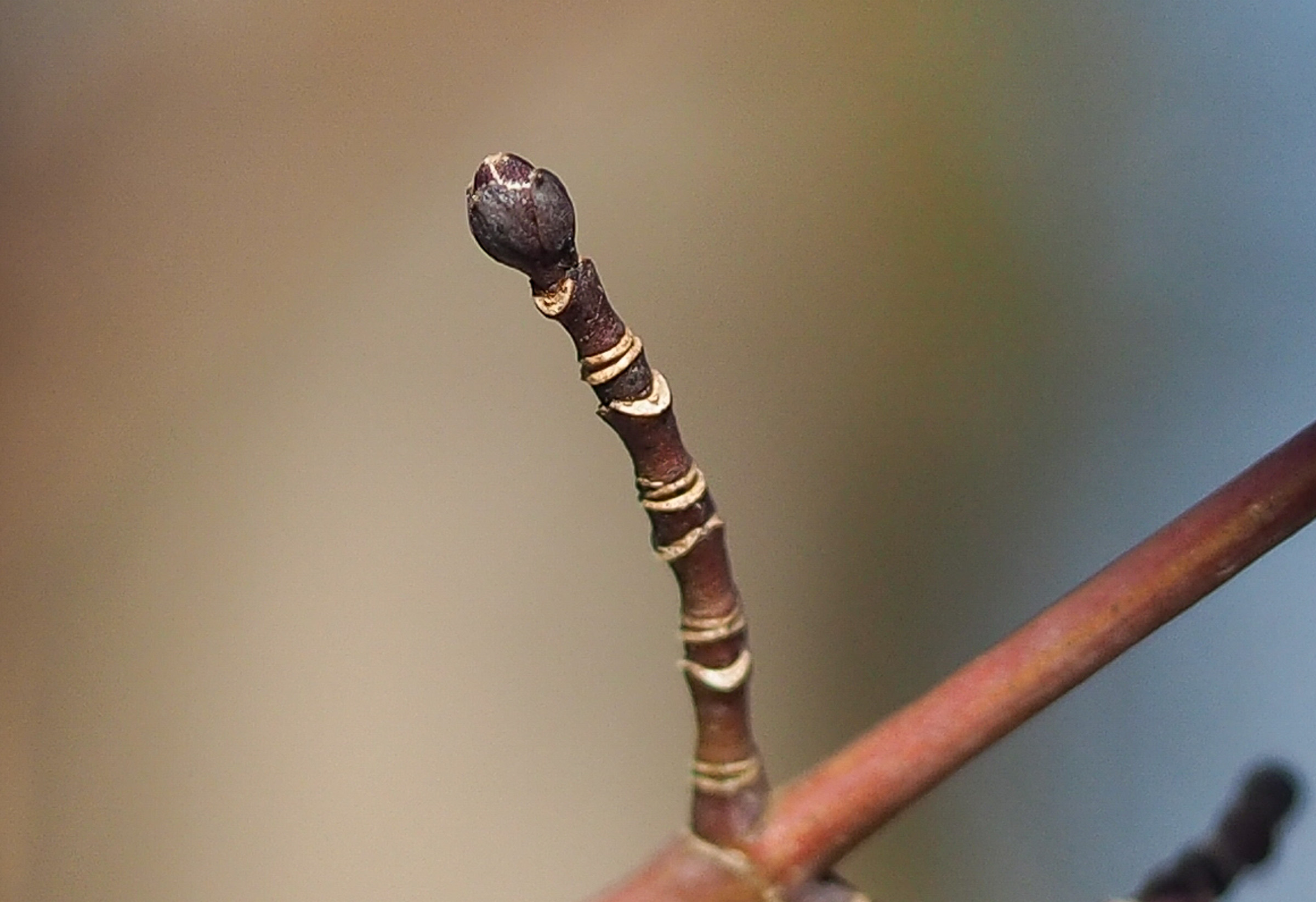 ウリカエデ（※）の冬芽。枝の縞模様が特徴的ですね。