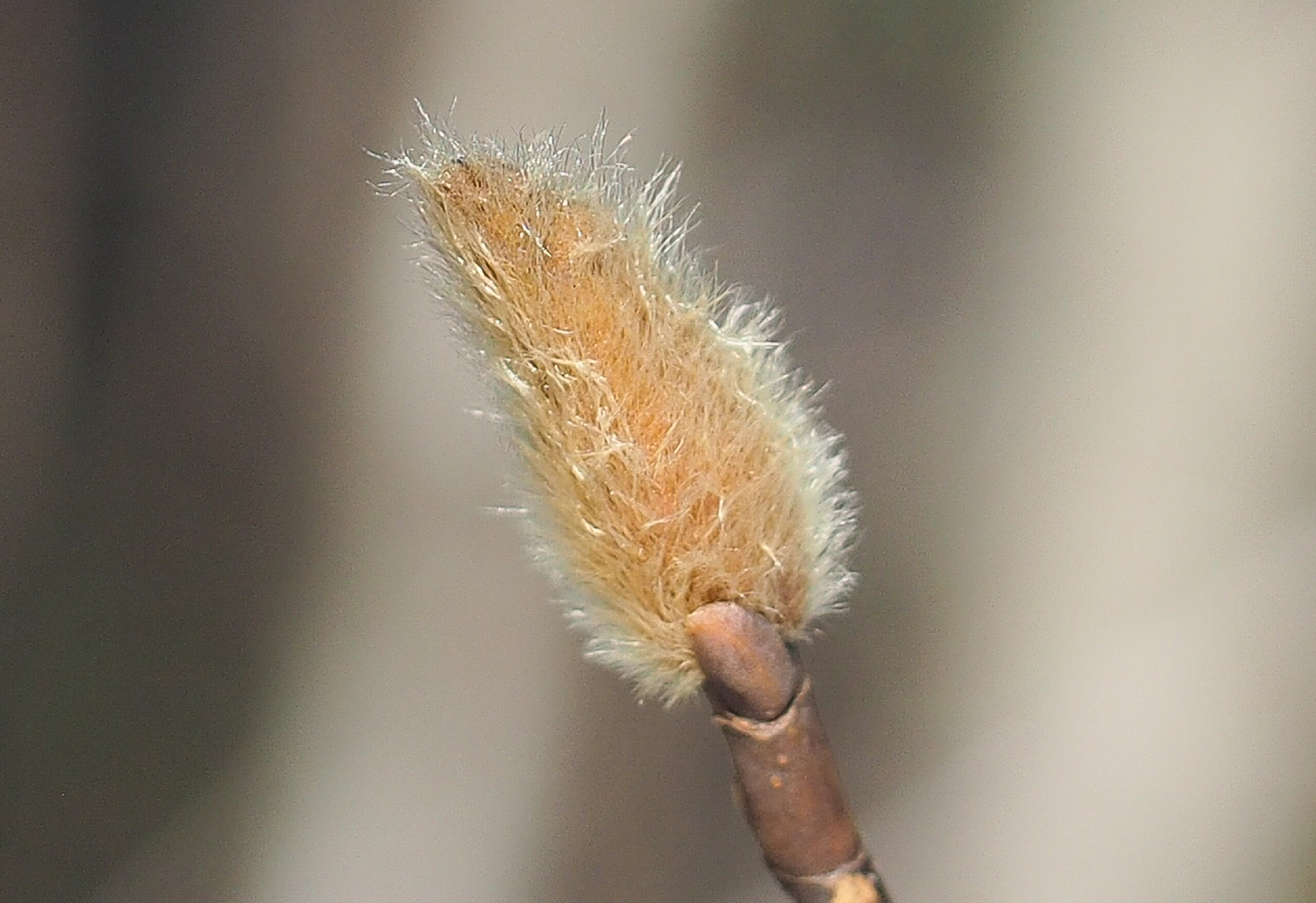 コブシ（※）の花芽。こちらはフワフワの毛をまとって暖かそう。