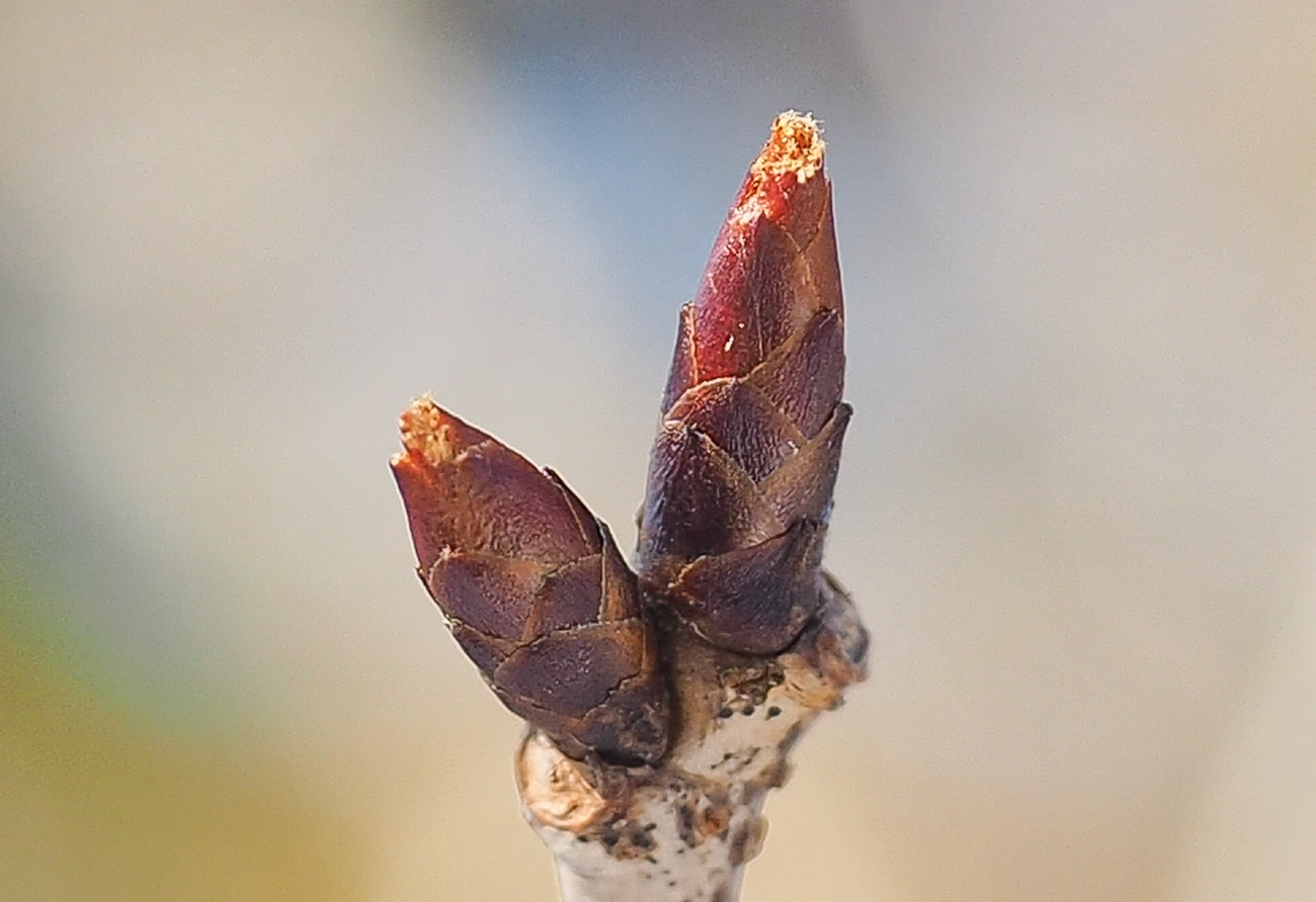 ヤマザクラ（※）の冬芽。外側の鱗のようなものが芽鱗で、中の芽を守っています。