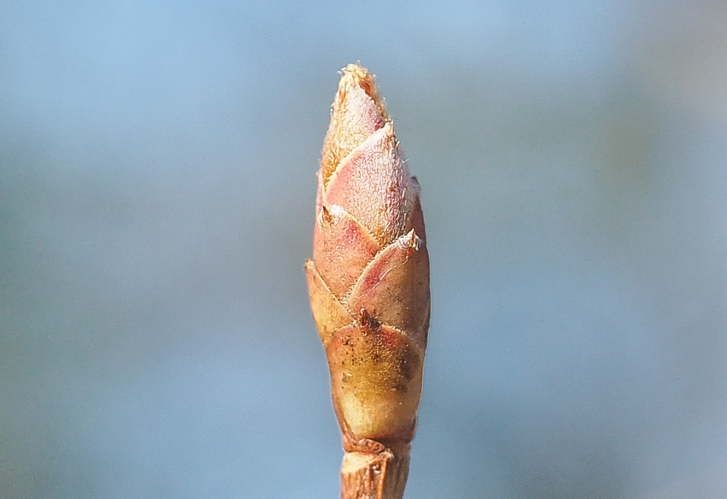 ミツバツツジ（※）の花芽。芽鱗に細かい毛が生えています。