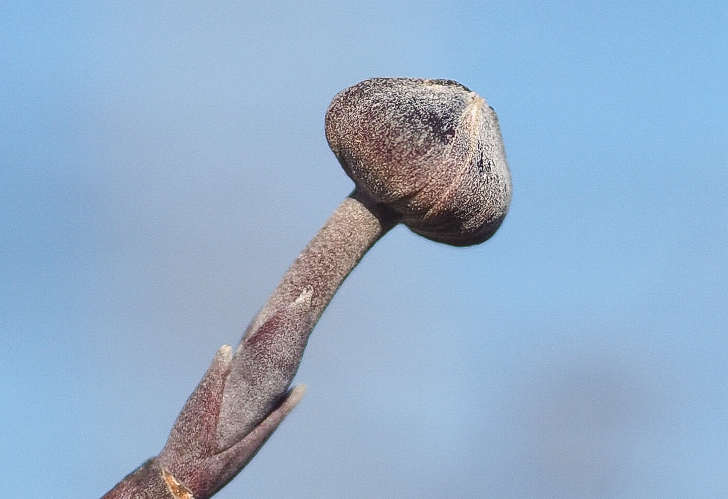ハナミズキ（※）の花芽。玉ねぎみたいな形が面白いですね。
