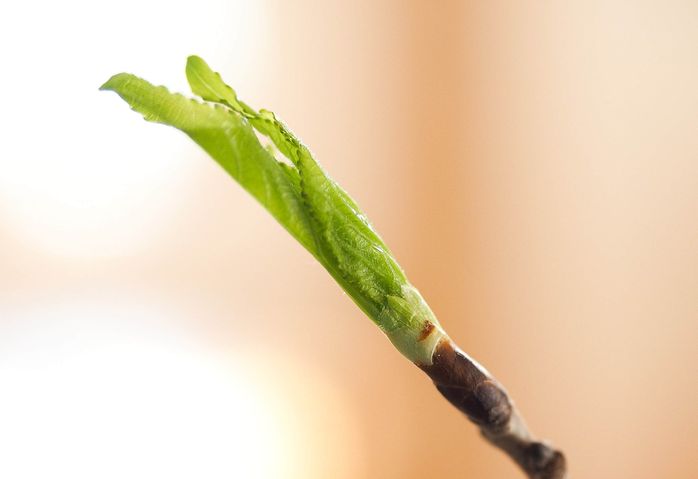 葉を伸ばし始めている冬芽も。小さな芽からこんなに大きな葉が出てくるなんて、植物ってすごいですね。