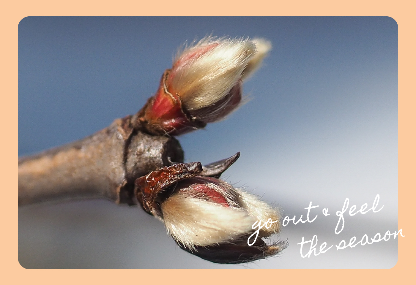 冬芽 植物たちの春じたく。生命力を感じる“冬芽観察”に出かけよう！[親子の