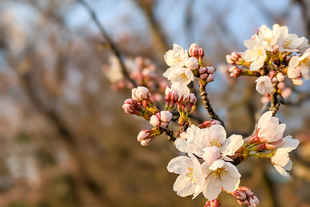 桜