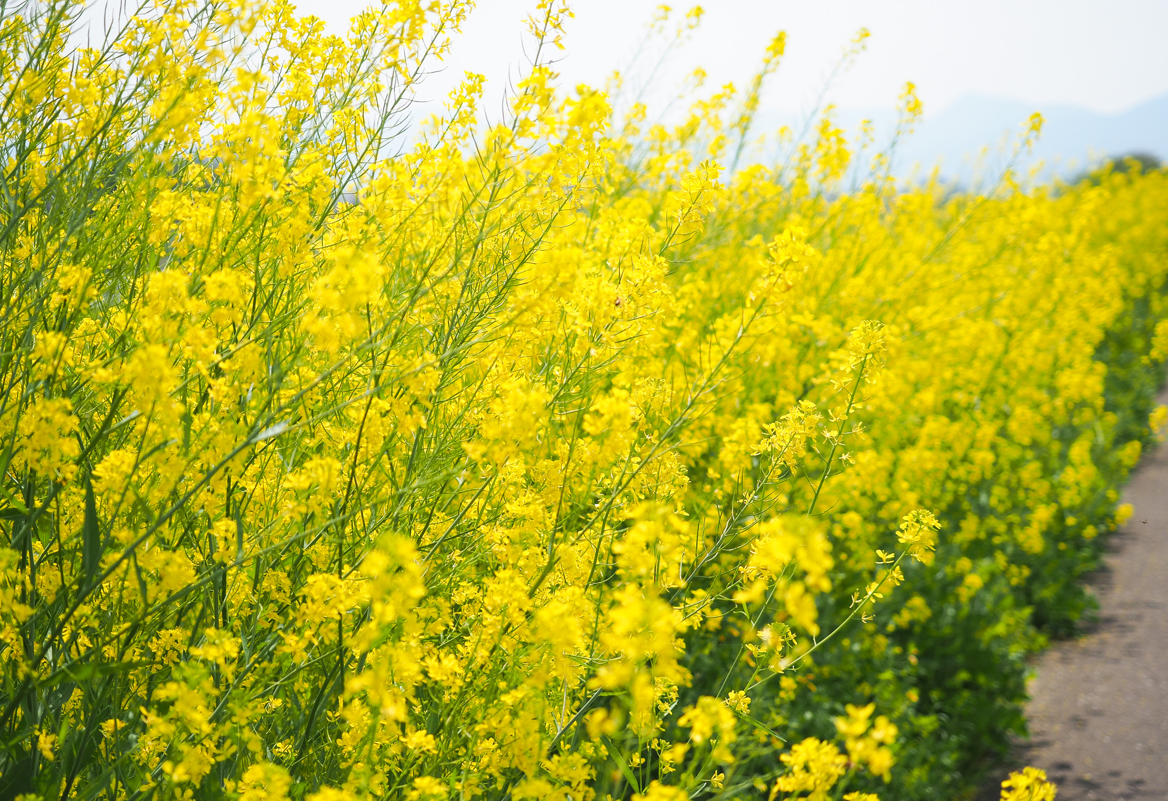 菜の花