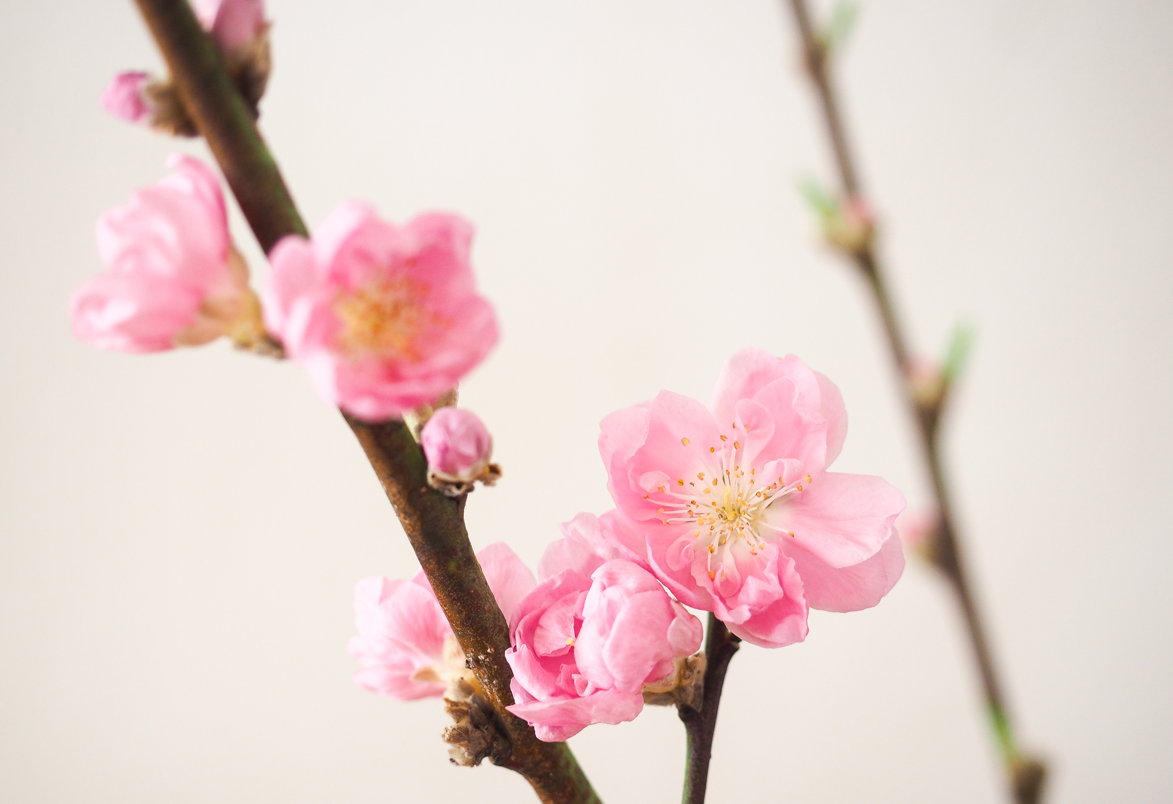 桃の花