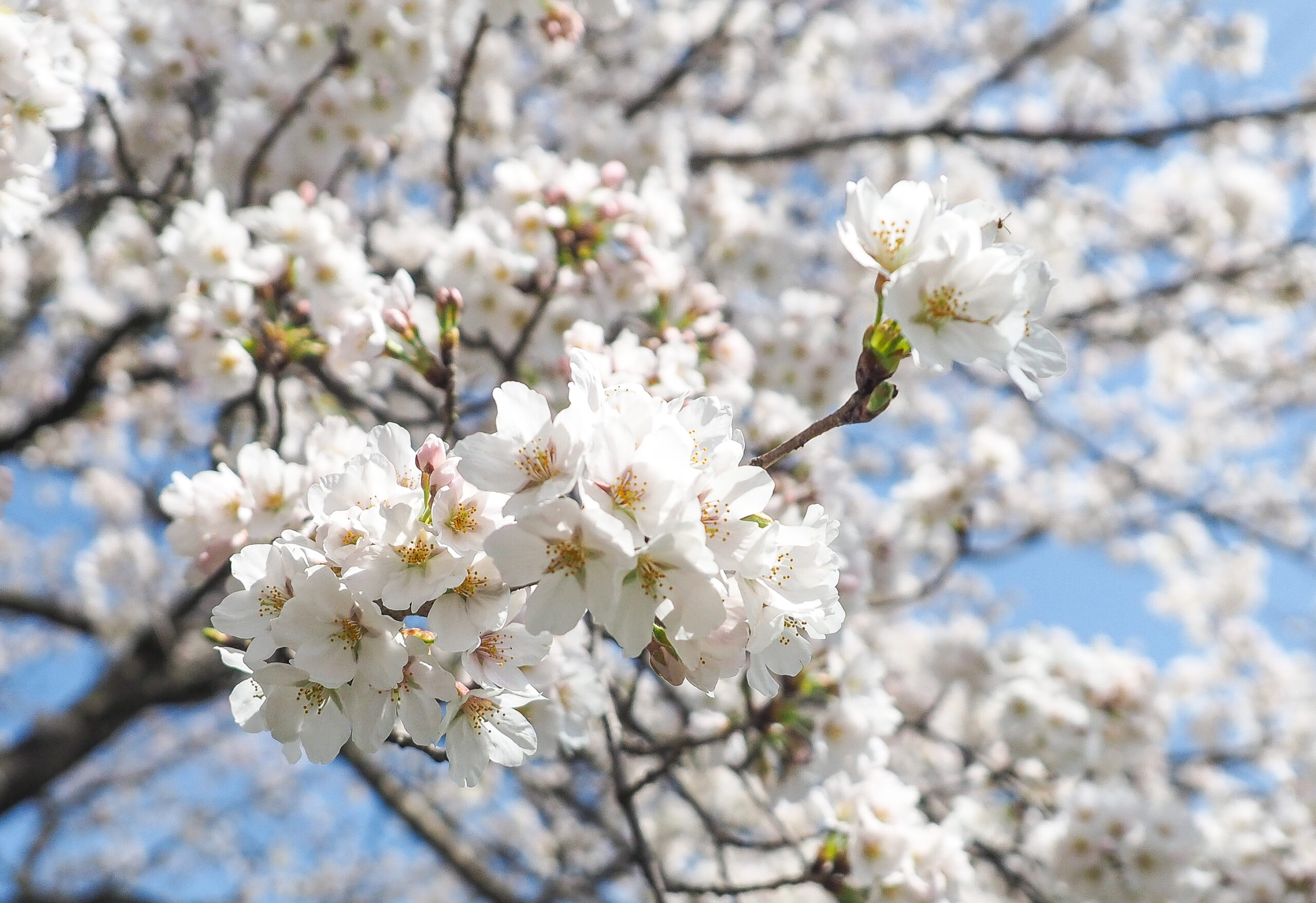 桜