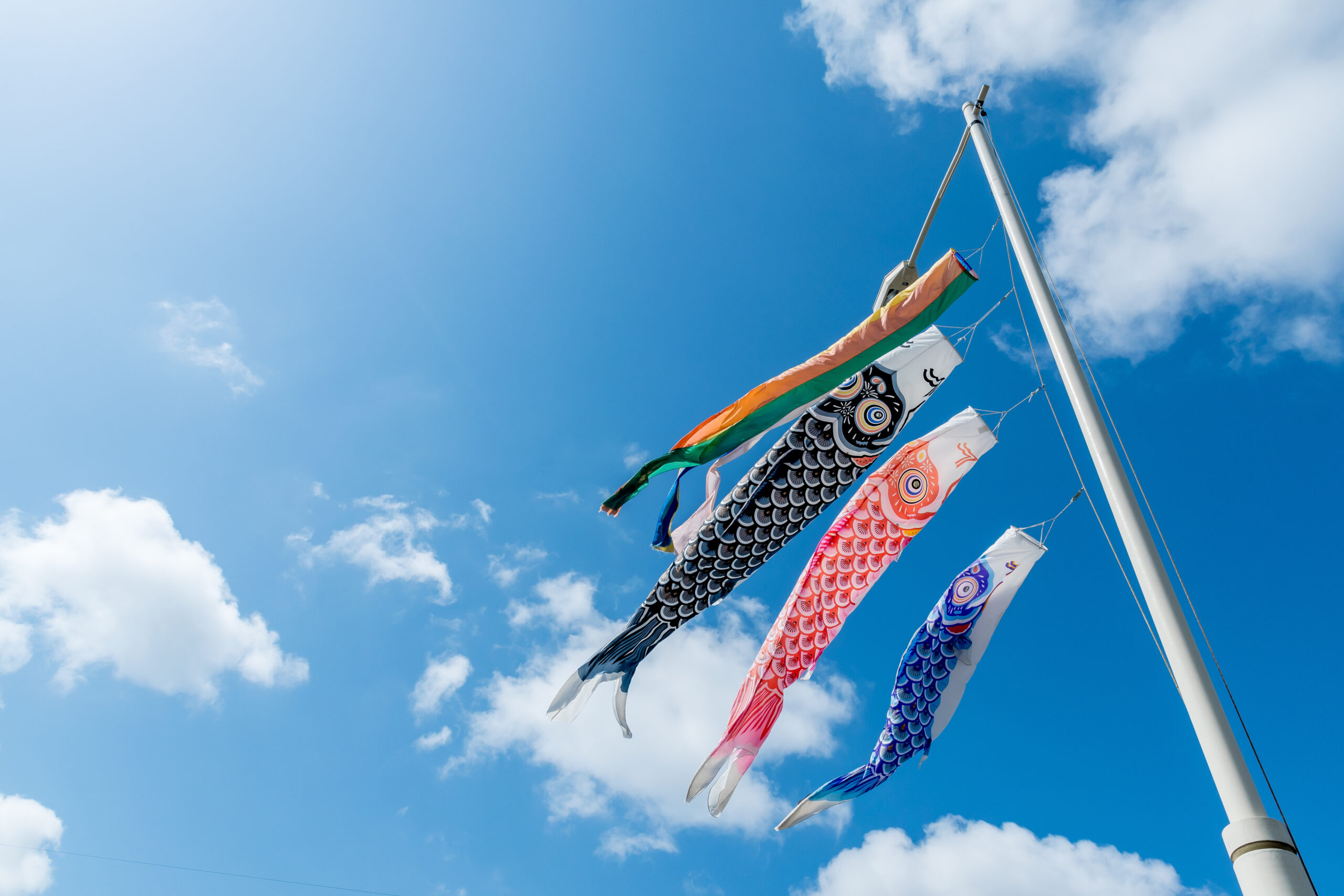 鯉のぼり