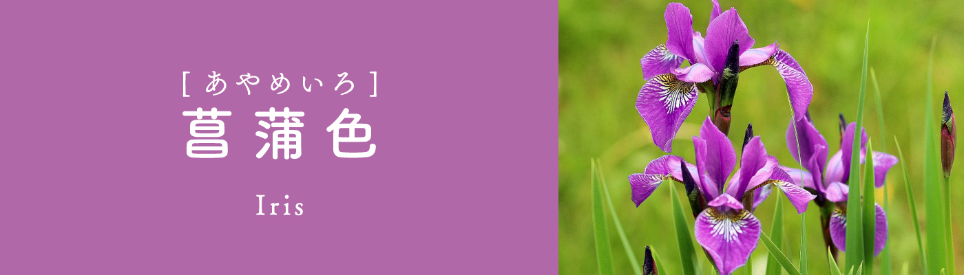 菖蒲色