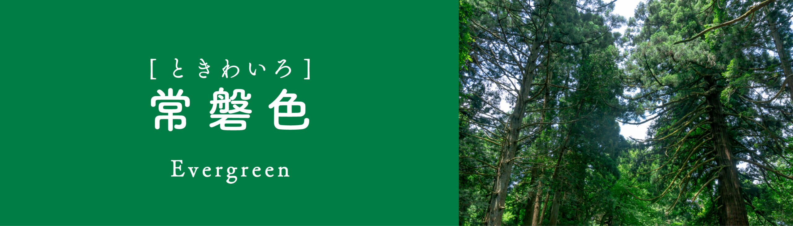 常磐色