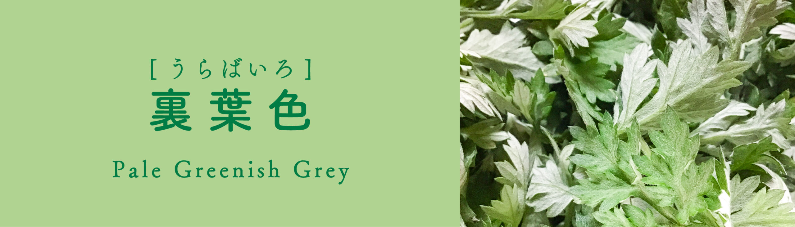 裏葉色